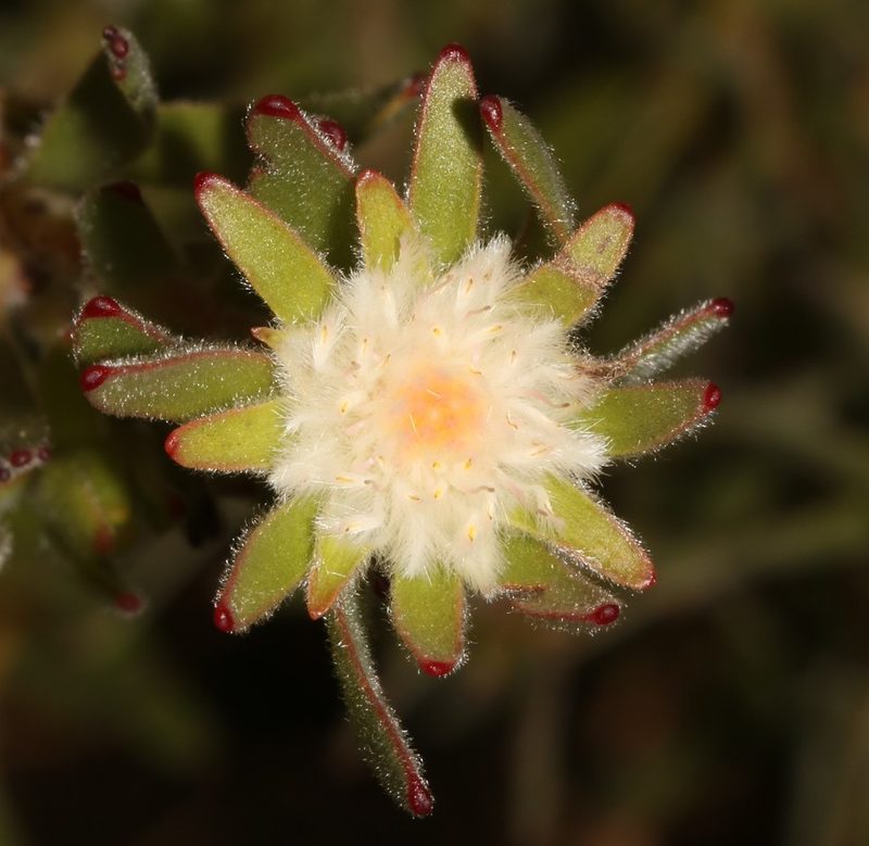 Diastella myrtifolia, photographed by Brian du Preez