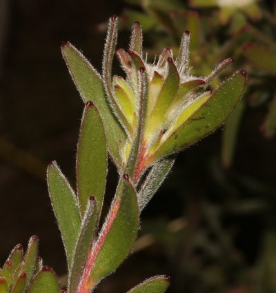 Diastella myrtifolia, photographed by Brian du Preez