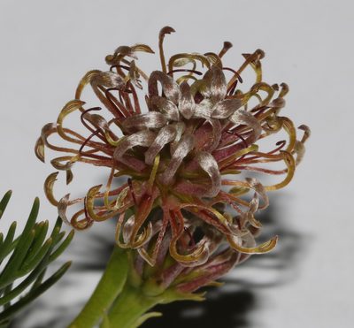 Serruria cygnea, photographed by Brian du Preez