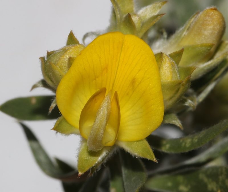Aspalathus linearifolia, photographed by Brian du Preez