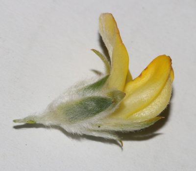 Aspalathus linearifolia, photographed by Brian du Preez