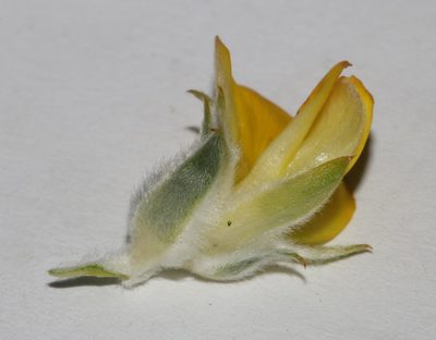 Aspalathus linearifolia, photographed by Brian du Preez