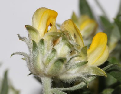 Aspalathus linearifolia, photographed by Brian du Preez