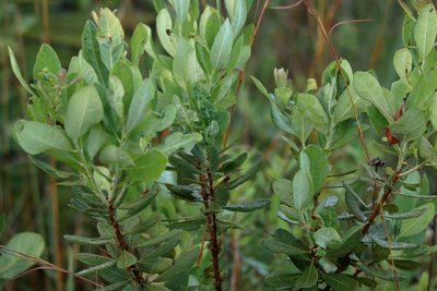 Myrica caroliniensis, photographed by Lauren McLaurin