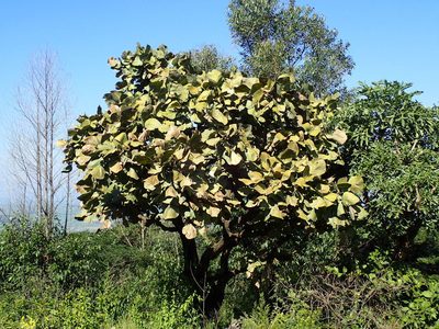 Erythrina latissima, photographed by Mahomed Desai