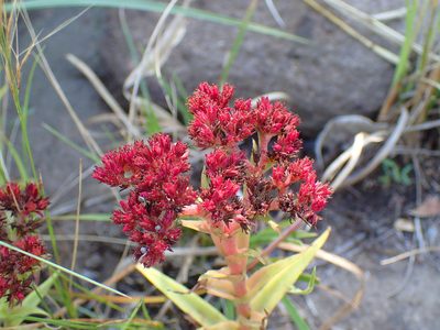 Crassula alba, photographed by Mahomed Desai
