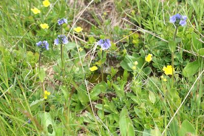 Veronica bellidioides, photographed by Martin Scheuch