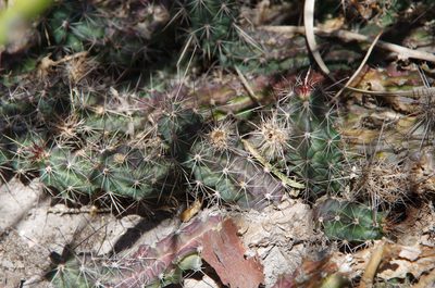 Echinocereus berlandieri, photographed by Eric Knight
