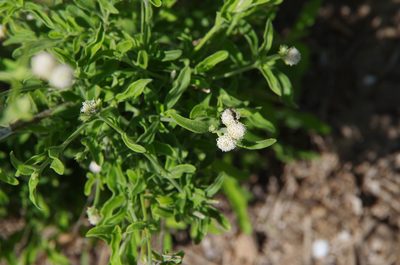 Isocarpha oppositifolia, photographed by Eric Knight