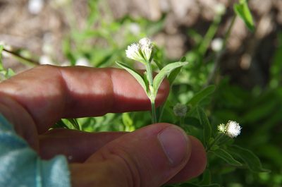Isocarpha oppositifolia, photographed by Eric Knight