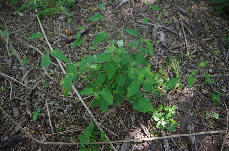 Tragia glanduligera, photographed by Eric Knight