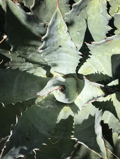 Agave seemanniana, photographed by birdzilla