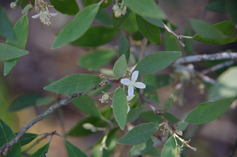 Morisonia incana, photographed by Eric Knight