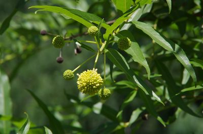 Cephalanthus salicifolius, photographed by Eric Knight