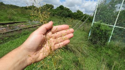 Sorghastrum setosum, photographed by demianlescano