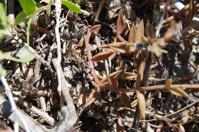 Lenophyllum texanum, photographed by Eric Knight