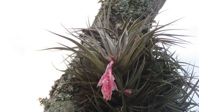 Tillandsia recurvifolia, photographed by demianlescano
