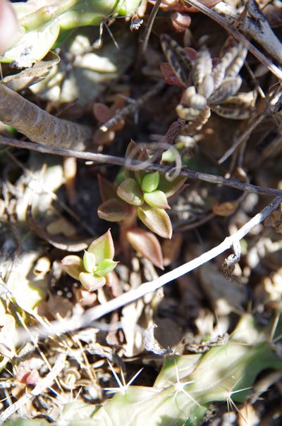 Lenophyllum texanum, photographed by Eric Knight