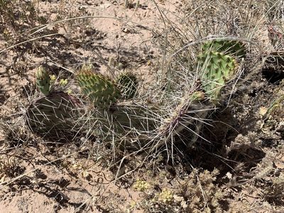 Opuntia tortispina, photographed by CK2AZ