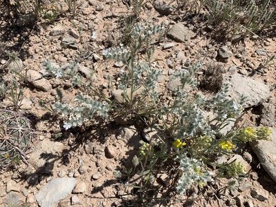 Oreocarya oblata, photographed by CK2AZ