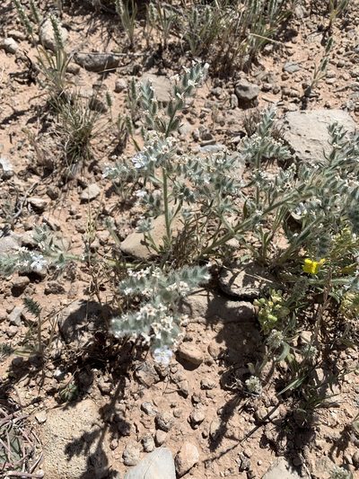 Oreocarya oblata, photographed by CK2AZ