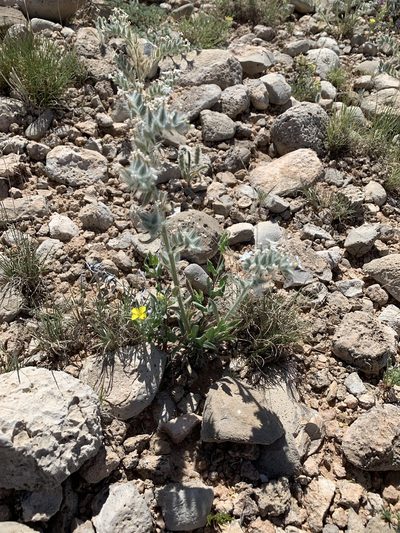 Oreocarya oblata, photographed by CK2AZ