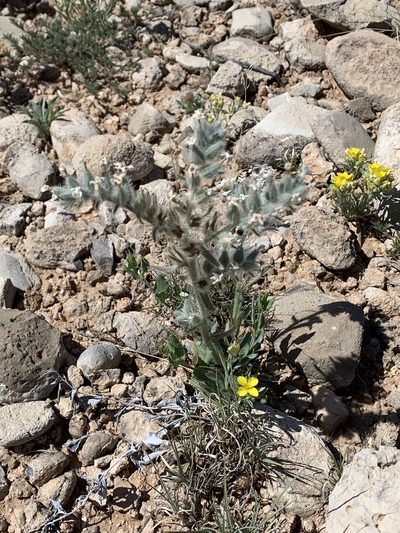 Oreocarya oblata, photographed by CK2AZ