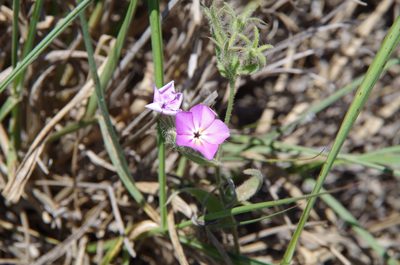 Phlox glabriflora, photographed by Eric Knight