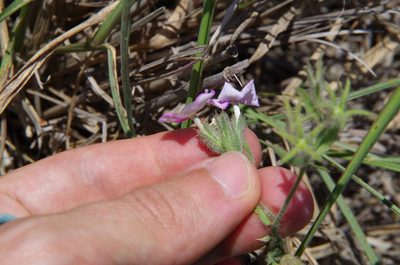 Phlox glabriflora, photographed by Eric Knight