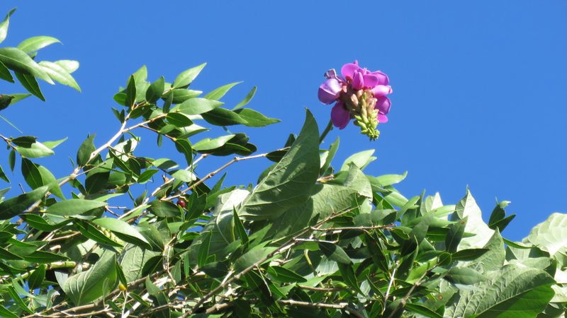 Canavalia brasiliensis, photographed by demianlescano