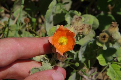 Sphaeralcea lindheimeri, photographed by Eric Knight
