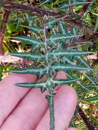 Galactites mutabilis, photographed by Karim Haddad
