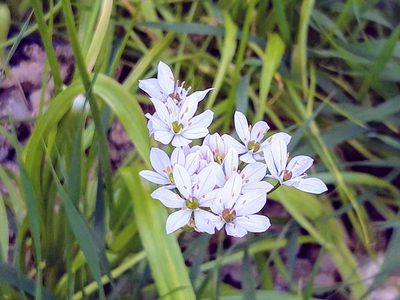 Allium trifoliatum, photographed by David Sankey