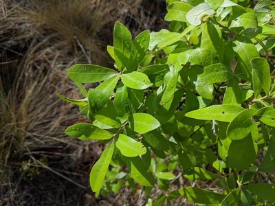 Quercus incana, photographed by Austin Pursley