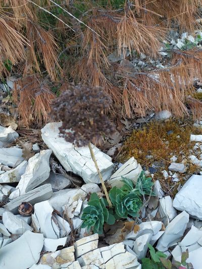 Hylotelephium maximum, photographed by Сергей Крыленко