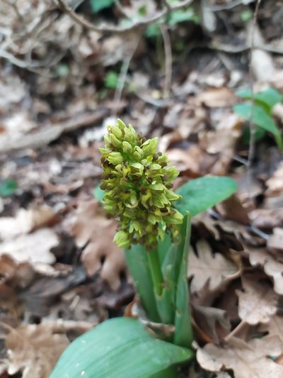 Orchis punctulata, photographed by Сергей Крыленко