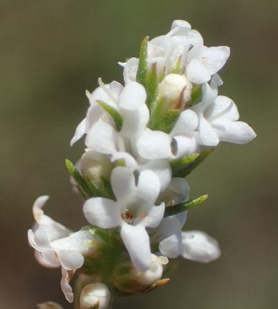 Selago distans, photographed by Nicola van Berkel