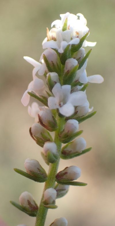 Selago distans, photographed by Nicola van Berkel