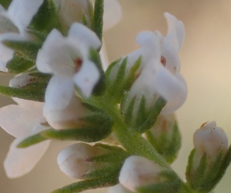 Selago distans, photographed by Nicola van Berkel
