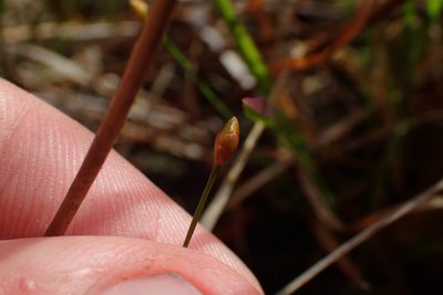 Xyris flabelliformis, photographed by Austin Pursley