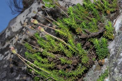 Polyarrhena imbricata, photographed by Brian du Preez