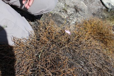 Ixia oxalidiflora, photographed by Brian du Preez