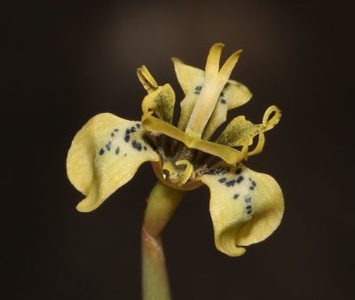Moraea unguiculata, photographed by Brian du Preez