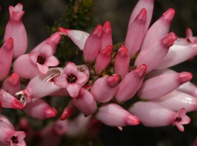 Erica ventricosa, photographed by Brian du Preez