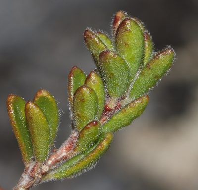 Agathosma phillipsii, photographed by Brian du Preez