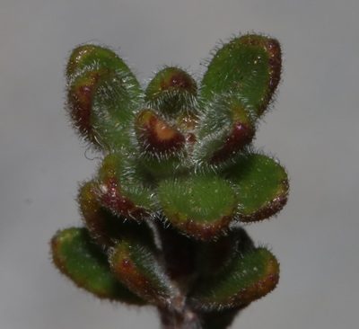 Agathosma phillipsii, photographed by Brian du Preez
