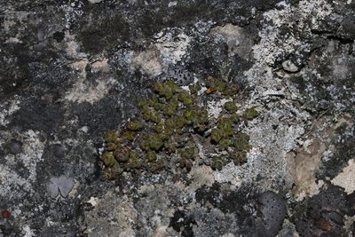 Agathosma phillipsii, photographed by Brian du Preez