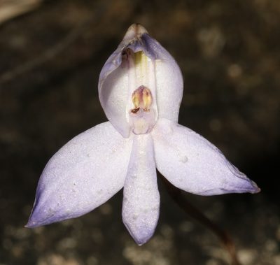 Disa maculata, photographed by Brian du Preez
