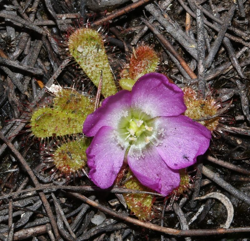 Drosera acaulis, photographed by Brian du Preez