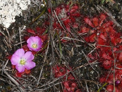 Drosera acaulis, photographed by Brian du Preez